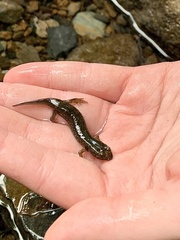 Caudata
