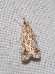 Euchromius cambridgei