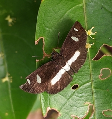 Paramimus scurra