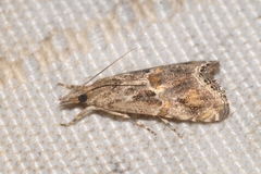 Euchromius cambridgei