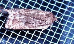 Choristoneura
