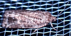 Choristoneura