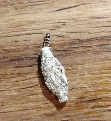 Phereoeca