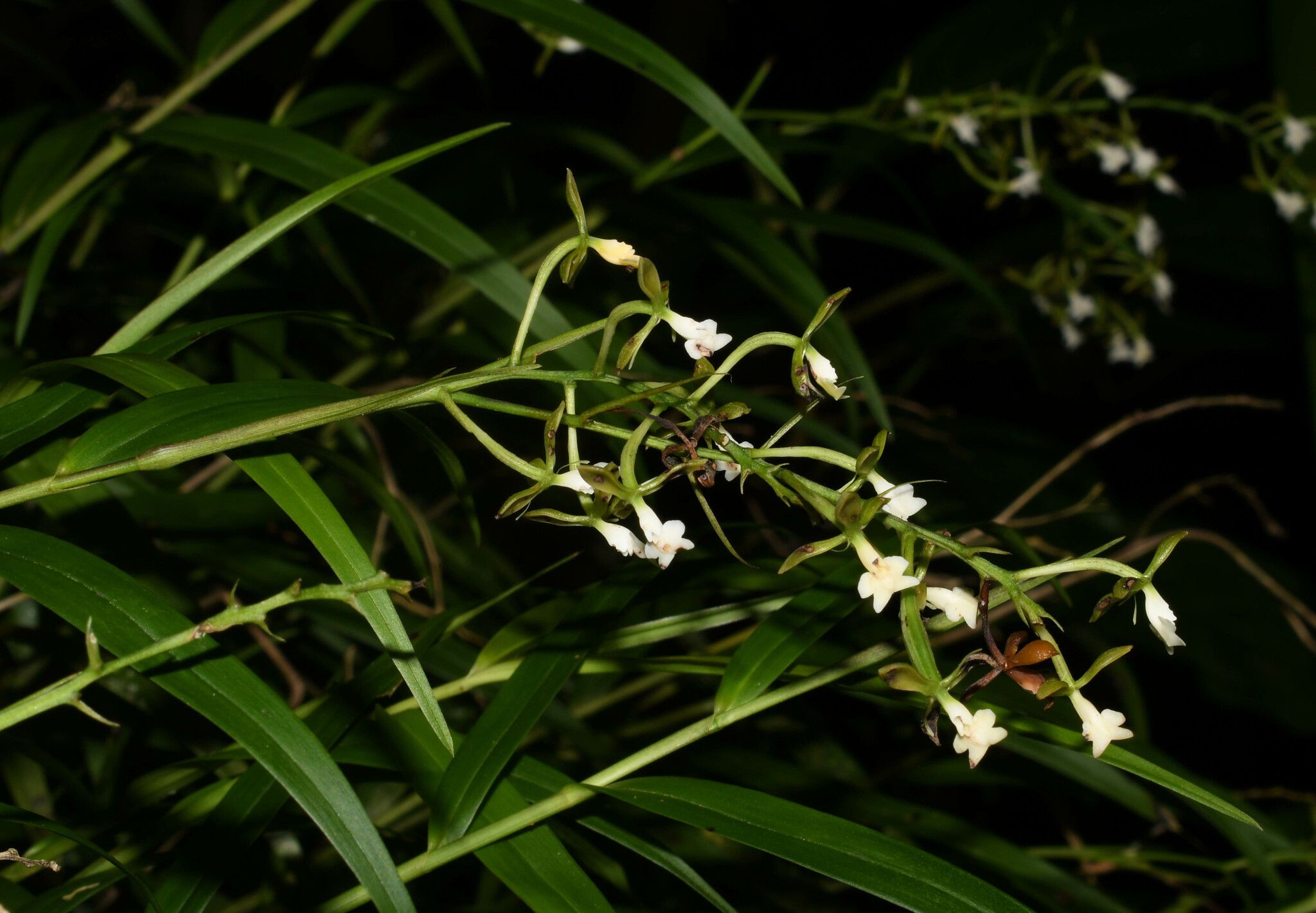Epidendrum sucumbiense Hágsater & Dodson