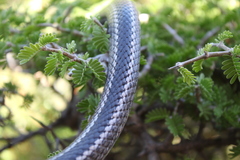 Philodryas chamissonis