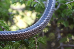 Philodryas chamissonis