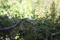 Philodryas chamissonis