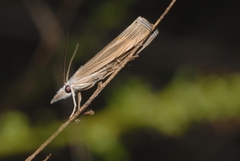 Metacrambus pallidellus