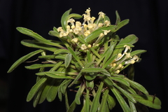 Valeriana fonkii