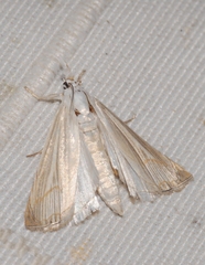 Metacrambus pallidellus