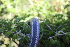 Philodryas chamissonis