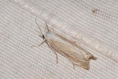 Metacrambus pallidellus