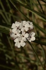 Junellia spathulata