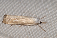 Metacrambus pallidellus