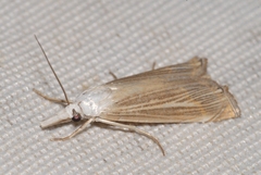 Metacrambus pallidellus