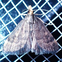 Loxostegopsis merrickalis