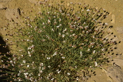 Junellia spathulata