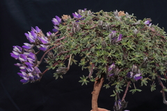 Lupinus prostratus