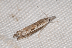 Platytes alpinella