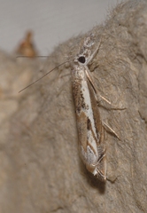 Platytes alpinella