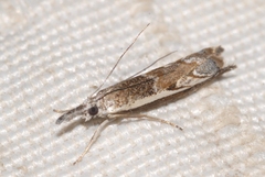 Platytes alpinella