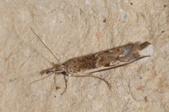 Platytes alpinella