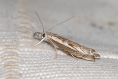 Platytes alpinella