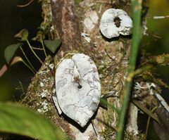Pleurothallis phymatodea