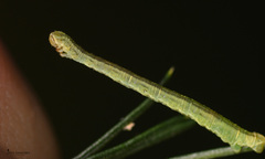 Eupithecia centaureata