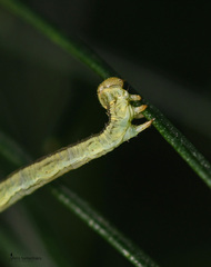 Eupithecia centaureata
