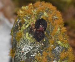 Pleurothallis phymatodea