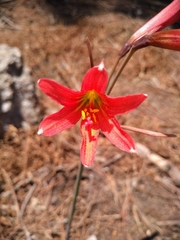 Zephyranthes advena