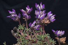 Lupinus prostratus