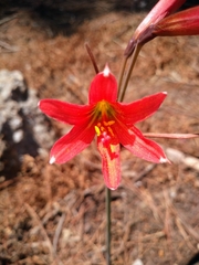 Zephyranthes advena