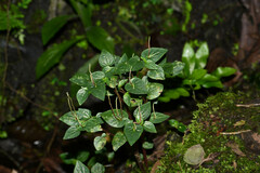 Peperomia paradoxa