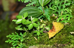 Peperomia