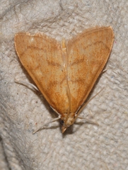 Anania testacealis