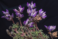 Lupinus prostratus