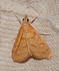 Anania testacealis