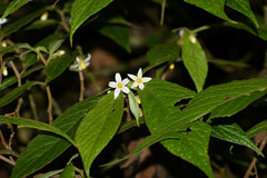 Lycianthes