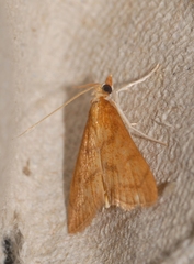 Anania testacealis
