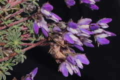 Lupinus prostratus
