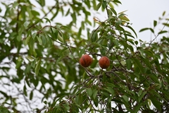 Hancornia speciosa