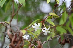 Hancornia speciosa