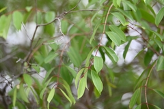 Hancornia speciosa