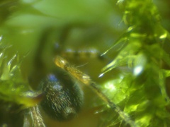 Scotina celans