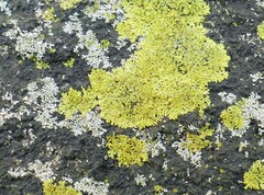 Candelaria concolor