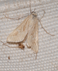 Arnia nervosalis
