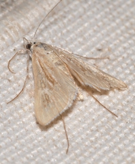 Arnia nervosalis