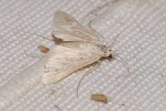 Arnia nervosalis
